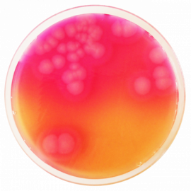 Основа селективного агара для Bacillus cereus