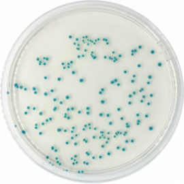 Агар хромогенный TBX для E.coli в пищевых продуктах Агар хромогенный TBX для E.coli в пищевых продуктах