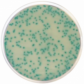 Агар хромогенный для метициллин резистентного золотистого стафилококка (MRSA) Агар хромогенный для метициллин резистентного золотистого стафилококка (MRSA)