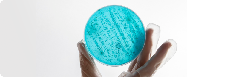 Как выбрать правильные диски для идентификации бактерий